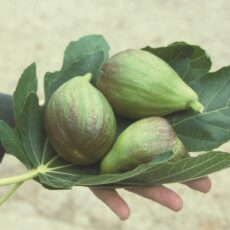 5038838114083 1 Fig Ficus Brown Turkey Bush 7L.jpg